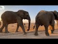 Walk With Elephants 🐘 Special Matriarch Tokwe 🐘 Pisa Has The Bulls’ Attention