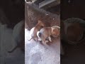 Farm Dog Hahaha What Do You Think It S Doing Youtubecreatorcommunity Farming Farm Dog Hahaha What Do You Think It S Doing Youtubecreatorcommunity Farming