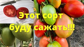 Урожайность впечатляет! Солдатово - сорт томатов, который посажу в 2022 году снова