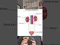 What Is A Urologist Urology 