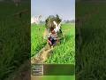 🕊️ Traditional Bird Catching Technique in the Rice Fields! So Unique 😮#shorts #birdcatching