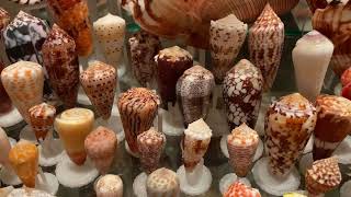 My Conidae/Conus seashell collection