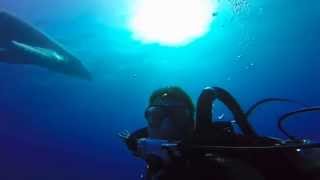 Rebreather Diving the Difference