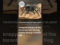 🐸 Tarantulas keep tiny frogs as pets!