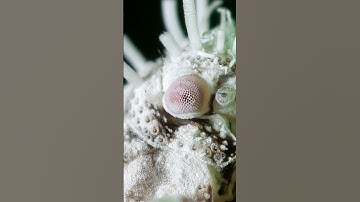 Have you seen one of these before?! #macrophotography