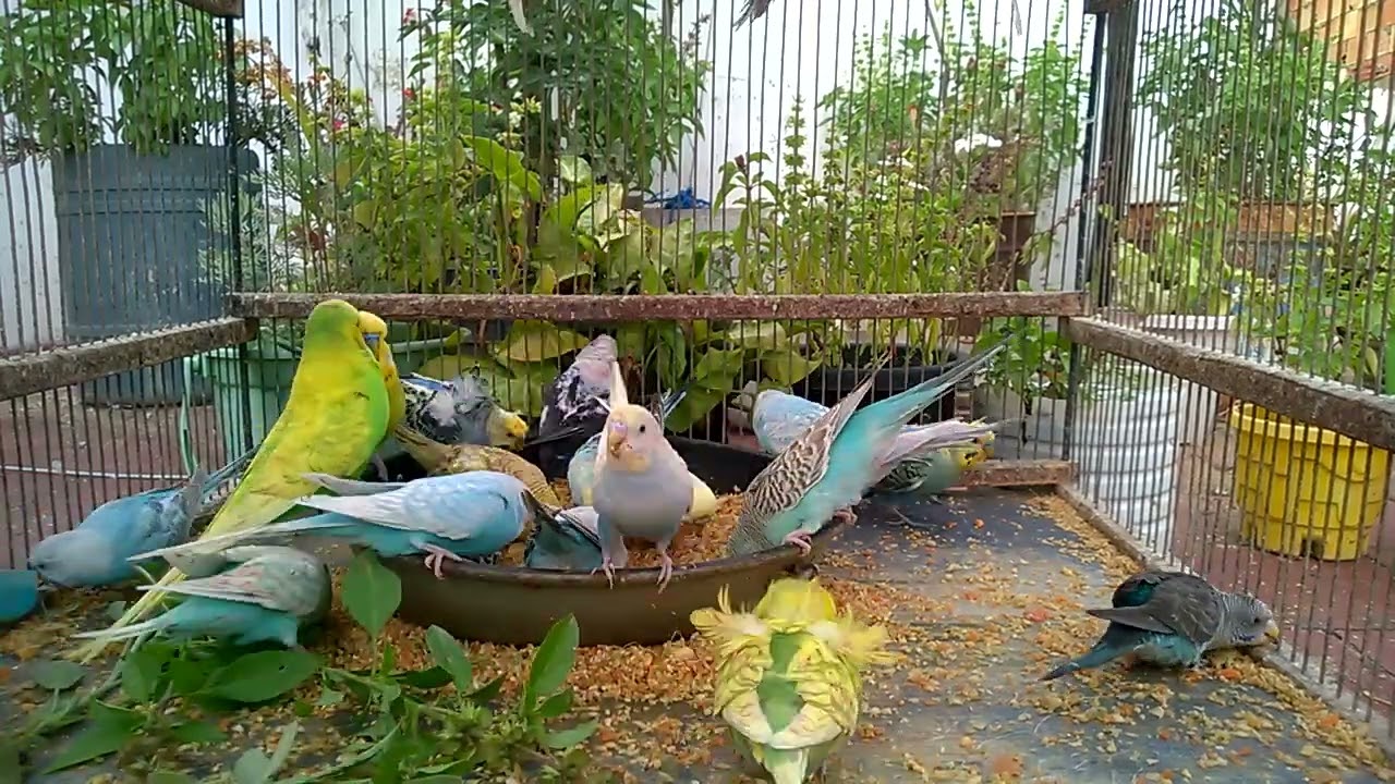 Happy Budgies and Their Stunning Mutations! 💖💛 
