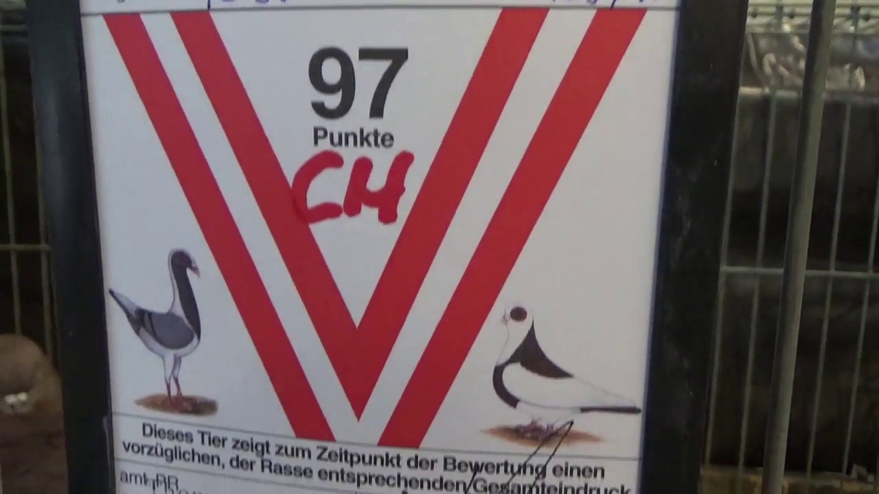 Deutsche Modeneser*rotfahlgehämmert*Täubin*22. Bundesschau Wels 2017*Rassetaube*RÖK*