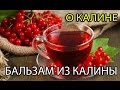 О калине | Бальзам из калины