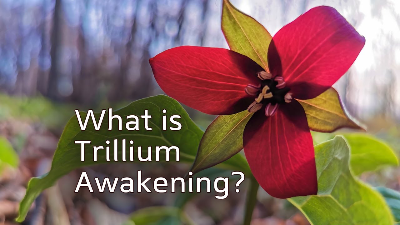 What Is Trillium Awakening YouTube what-is-trillium-awakening-youtube