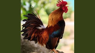 Download Lagu Ayam Berkokok Pagi Hari (Live) Download Lagu Ayam Berkokok Pagi Hari (Live)