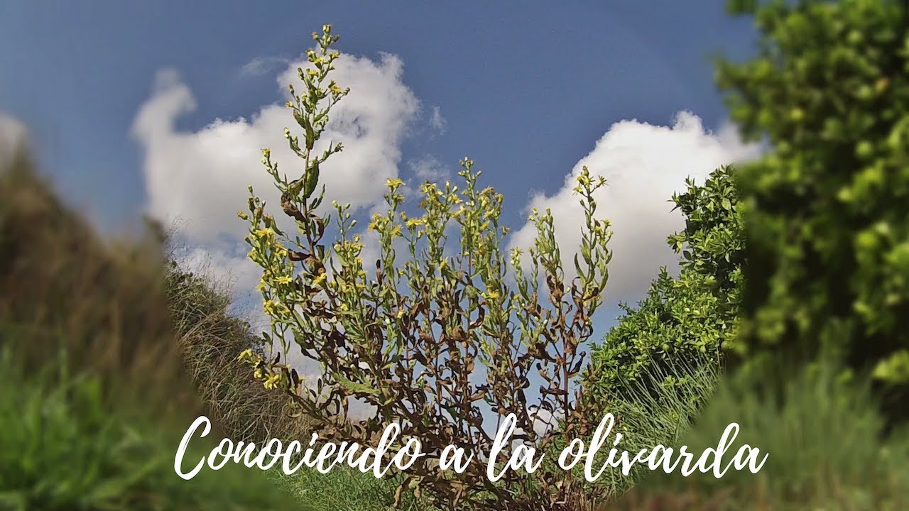 CONOCIENDO A LA OLIVARDA