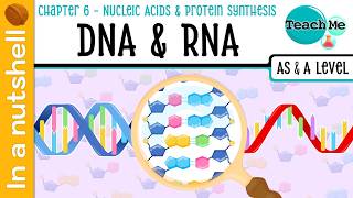 (Chapter 6) - DNA & RNA [In A Nutshell] - Cambridge AS & A Level Biology (9700)