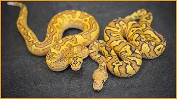 WILDEST Lace Clowns Yet?! — New 2023 Combos | #Hetflix 198