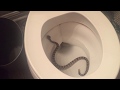 Terrifying rattlesnake takes chill swim in someone's toilet
