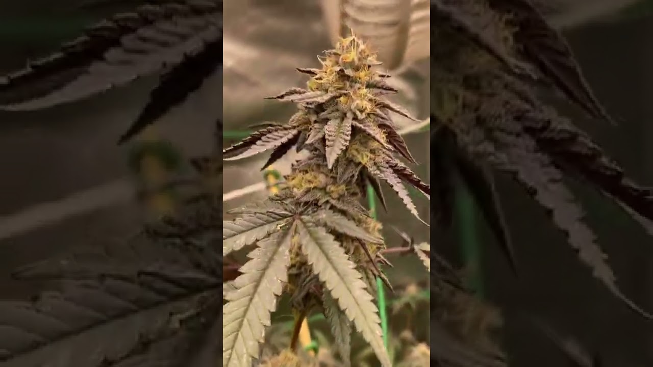 Gas basket and purple pineapple 