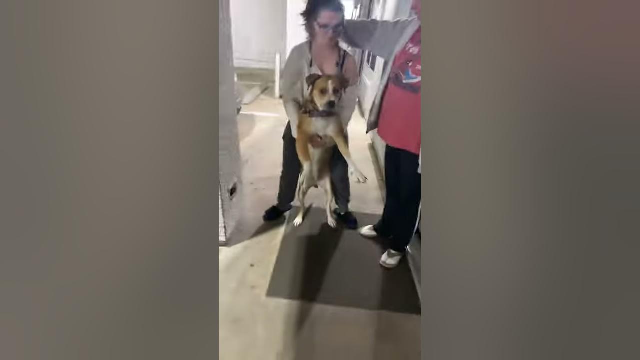 How to properly walk a pitbull mix pup 😂😂😂😂 YouTube