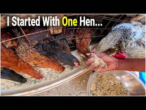 How Backyard Poultry Farming Changed My Life My Story by Call Me Firdaus