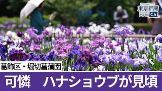 堀切菖蒲園ハナショウブ見頃に