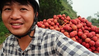 Vải Bắc Giang Giá Bao Nhiêu 1Kg