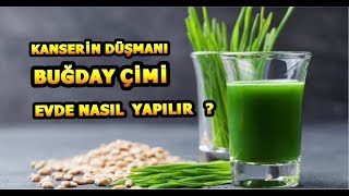 BUĞDAY ÇİMİ EVDE NASIL YETİŞTİRİLİR?