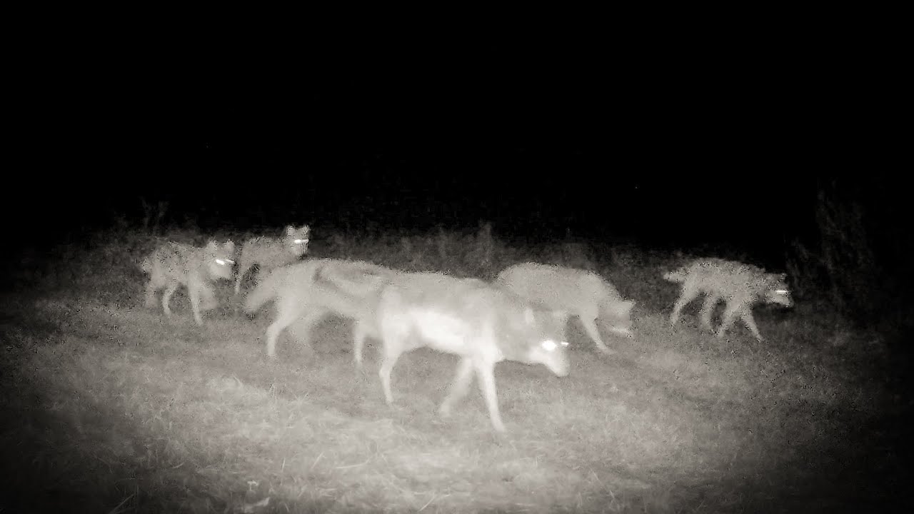 Hundid Põhja-Pärnumaa 03.11.2024