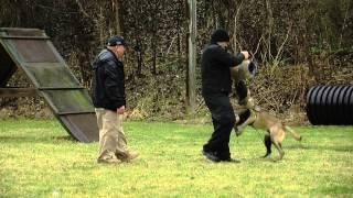 K9 Officer Training - ZTV Akron 2015 | Jen Danczak