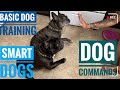 MY SMART DOGS | TRAINING MY DOGS WITH BASIC COMMANDS | FRENCH BULLDOGS
