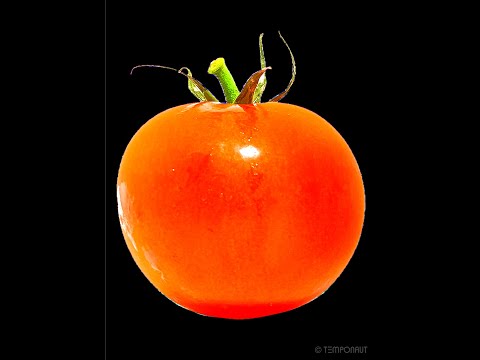 Rotting Tomato Timelapse