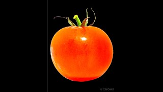 Rotting Tomato Timelapse (#Shorts)