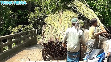Jute cultivation and fiber extraction process || Processing cycle of Jute
