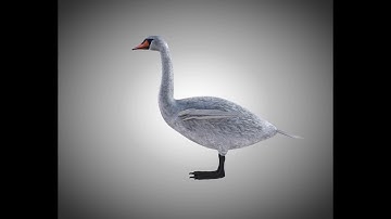 3D Model Swan Bird PBR Rigged Low poly at 3DExport.com