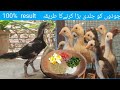 How to grow aseel chicks fast 100 result