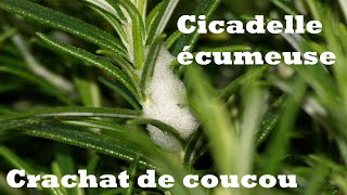 La cicadelle écumeuse - Crachat de coucou... D'où provient cette mousse à la base de mes plantes???