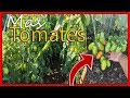 🍅¿Tus TOMATES no dan Frutos? Fertilizar Tomates, Polinizar Tomates, Plantar Tomates, cuidar Tomates