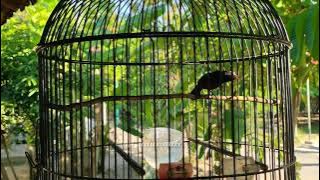 kolibri ninja isian lovebird | ngobra dan gacor