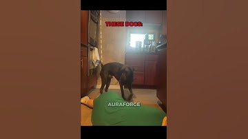 We Don’t Deserve Dogs | Other Dogs Reaction To Fainting Owners🐕