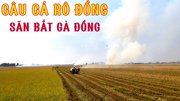 Chuyến CÂU CÁ RÔ và Trải Nghiệm Bắt ẾCH Đồng Đáng Nhớ / Tân Hưng - Long An @Caucalongan62