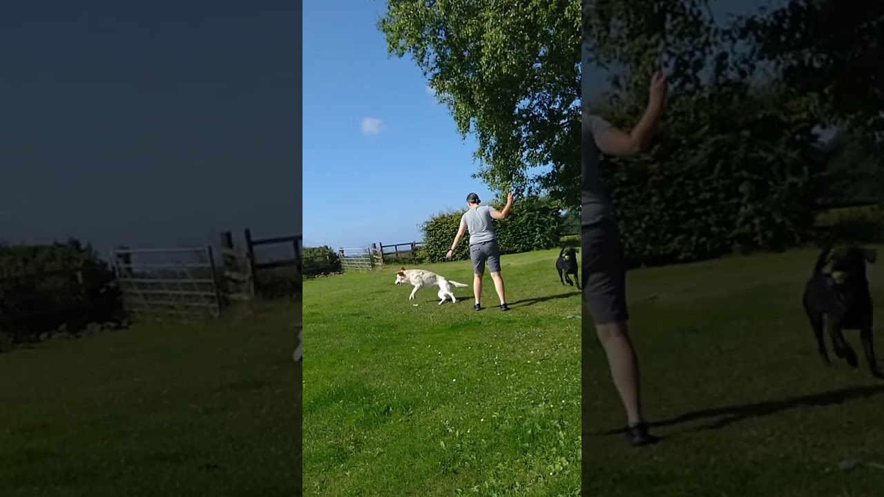 Full compilation video. Fetch with balls and frisbees. Every dogs dream. 😂 