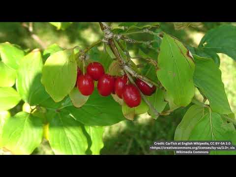 Video: Ce este o plantă de cireș Cornelian: Sfaturi despre cultivarea cireșelor Cornelian