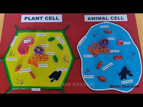 How to make Plant Cell Model & Animal Cell Model for Science Fair/School Project