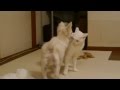 仔犬と猫002　猫の災難編