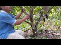 how to prune cacao tree to reduced podrot.