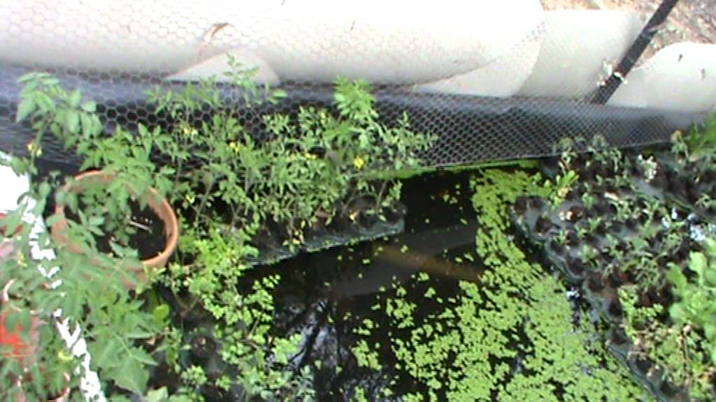 growing in gravel YouTube