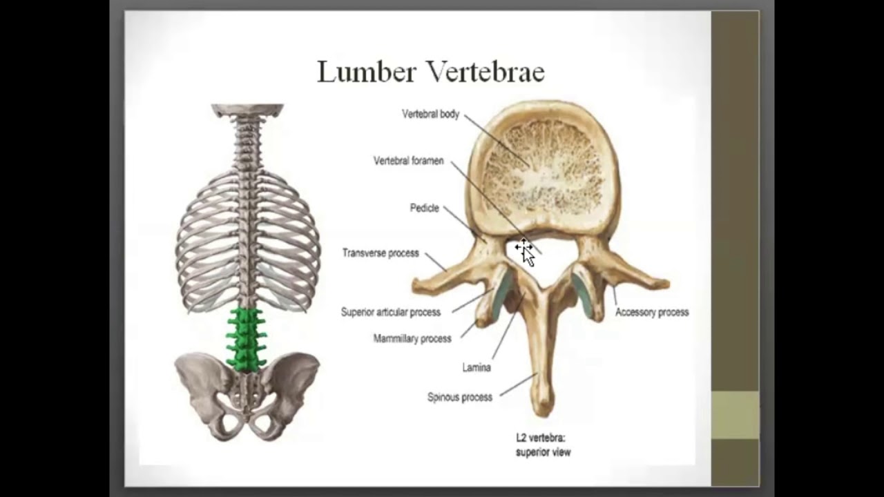 SUMMERY ON SKELETAL SYSTEM, CHAP-7 LOCOMOTION AND MOVEMENT - YouTube