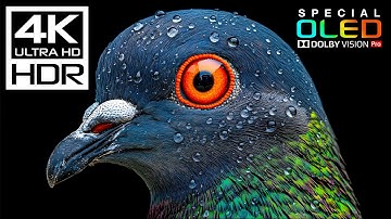 Most Craziest 4K HDR 60FPS Dolby Vision (8K/4K Video TV)