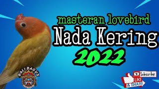 Masteran Lovebird Minor//Konslet Nada Kering