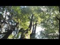 Sounds of the Forest, New Zealand Birdsong