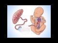 Fetal Circulation Fundamentals Of Fetal Health Surveillance