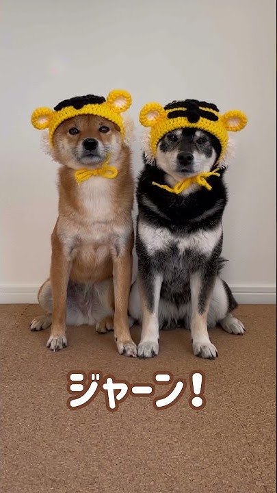 柴犬みくりな ちゃんねる Youtube