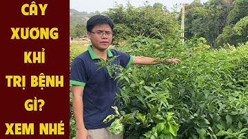 Cây Xương Khỉ (Bìm Bịp) Trị Bệnh Gì – Toàn Cảnh Vườn Xương Khỉ 0976 836 586